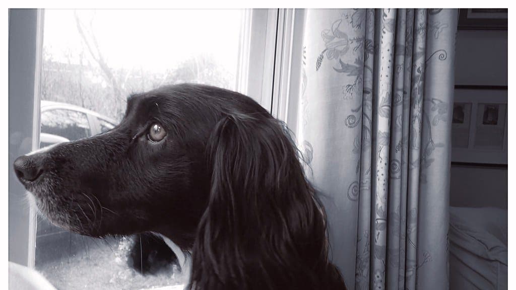 Mixed-breed dog sitting on a living room rug, head slightly tilted, looking attentively up at its owner