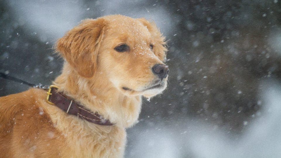 Dog looking up attentively at its owner